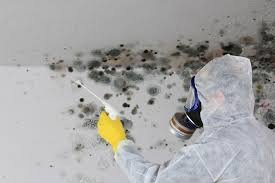 Best Water Damage & Mold Remediation in USA